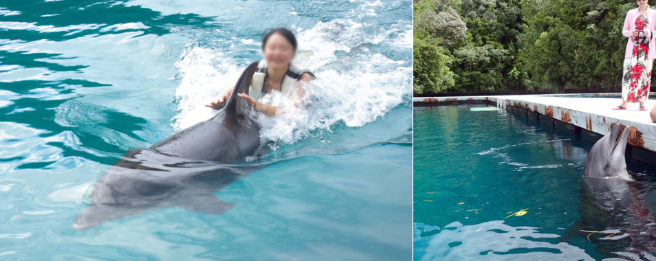 怕勞海豚灣